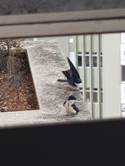 Pygochelidon cyanoleuca