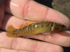 Etheostoma flabellare