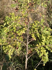 Quercus cerris