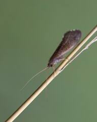 Polycentropodidae
