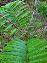 Parkia pendula