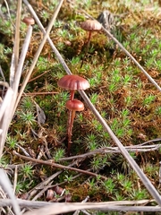 Deconica