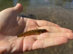 Etheostoma flabellare