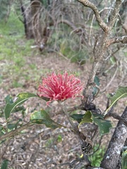 Banksia ilicifolia