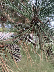 Pinus resinosa