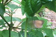 Allotinus unicolor unicolor