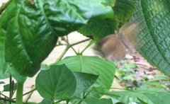 Allotinus unicolor unicolor