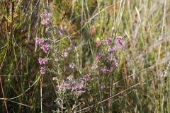 Erica eriocephala