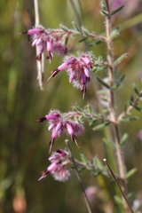 Erica eriocephala