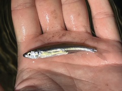 Notropis percobromus