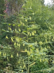Sesbania vesicaria