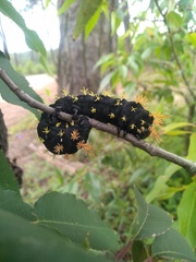 Leucanella viridescens