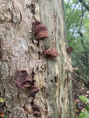 Auricularia