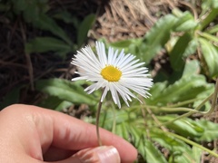 Bellis sylvestris