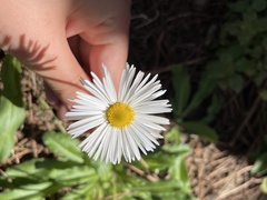 Bellis sylvestris