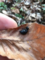 Meloe rugosus