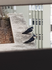 Pygochelidon cyanoleuca