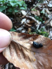 Meloe rugosus