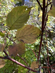 Cornus rugosa