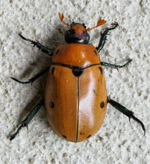 Pelidnota punctata