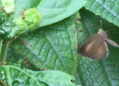 Allotinus unicolor unicolor