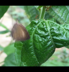 Allotinus unicolor unicolor