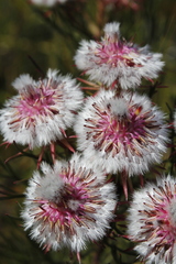 Serruria phylicoides