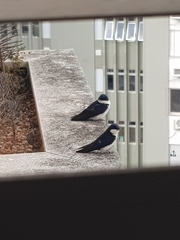 Pygochelidon cyanoleuca