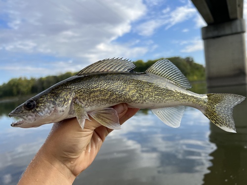 Walleye