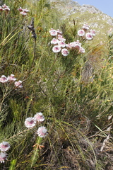 Serruria phylicoides