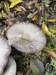 Agaricus sylvicola