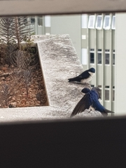 Pygochelidon cyanoleuca