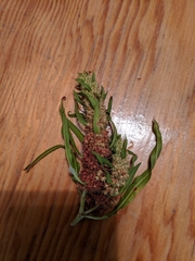 Rumex persicarioides