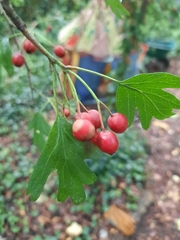 Crataegus