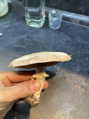 Agaricus augustus