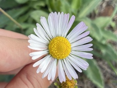 Bellis sylvestris