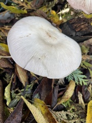 Agaricus sylvicola