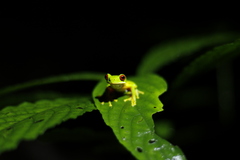 Duellmanohyla uranochroa