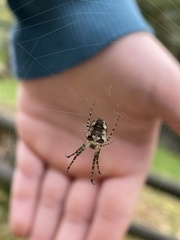 Metellina segmentata