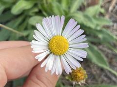 Bellis sylvestris