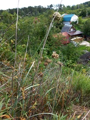 Allium strictum