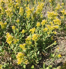 Solidago mollis