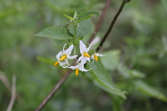 Solanum pilcomayense