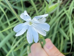Silene latifolia