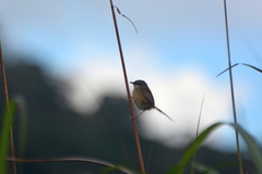 Prinia superciliaris