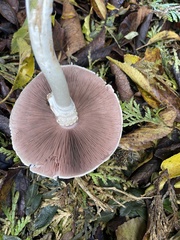 Agaricus sylvicola