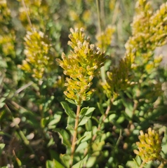 Solidago mollis