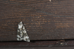 Harmandicrania harmandi