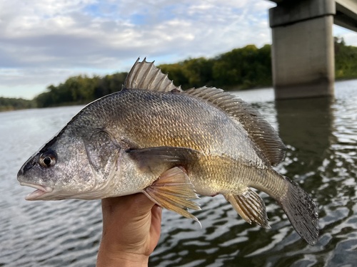 Freshwater Drum