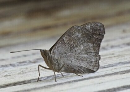 Sevenia madagascariensis